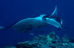 Raja Ampat 2016 - Manta Biostris - Oceanic Manta Ray - Raie Manta Oceanique - IMG_4244_rc_filtered